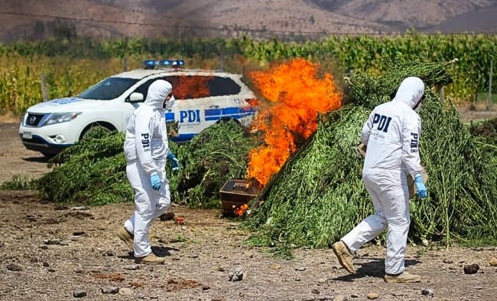 Descubren 3.640 plantas de marihuana escondidas entre plantación de choclos