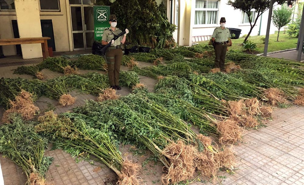 Incautan más de 500 plantas de marihuana escondidas en una quebrada de Nacimiento