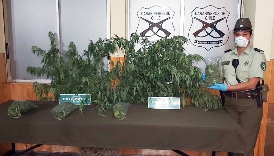 Detienen a mujer del Biobío que tenía 28 plantas de marihuana de más de un metro de altura en su patio