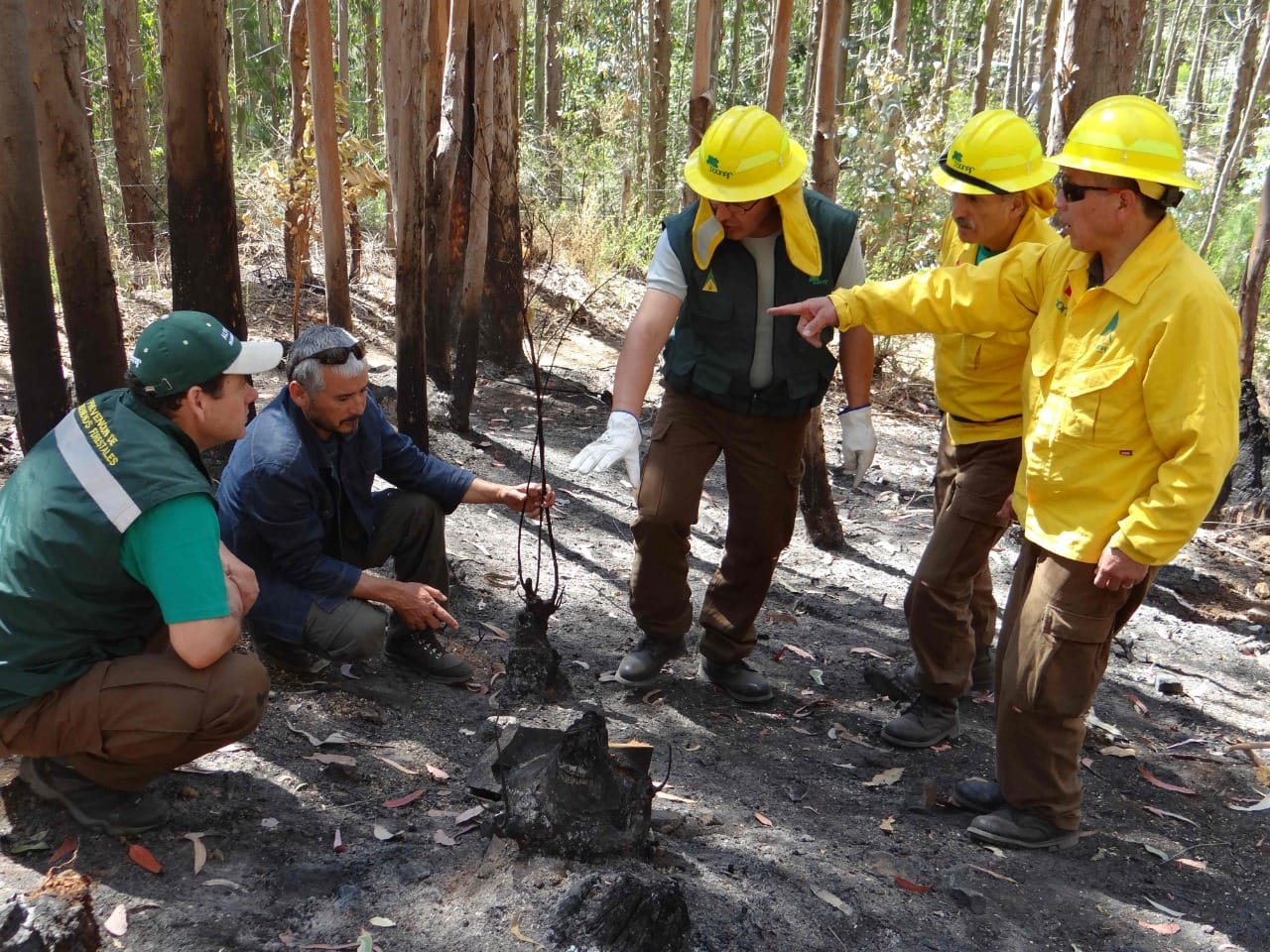 En un 27% han aumentado los incendios forestales en la Región del Biobío