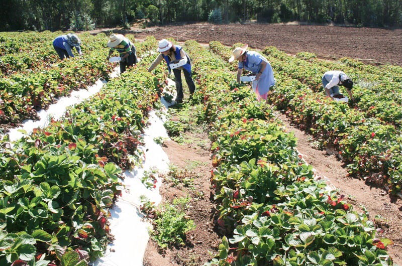 Postergan por 90 días vencimiento de créditos a más de 23 mil productores  campesinos
