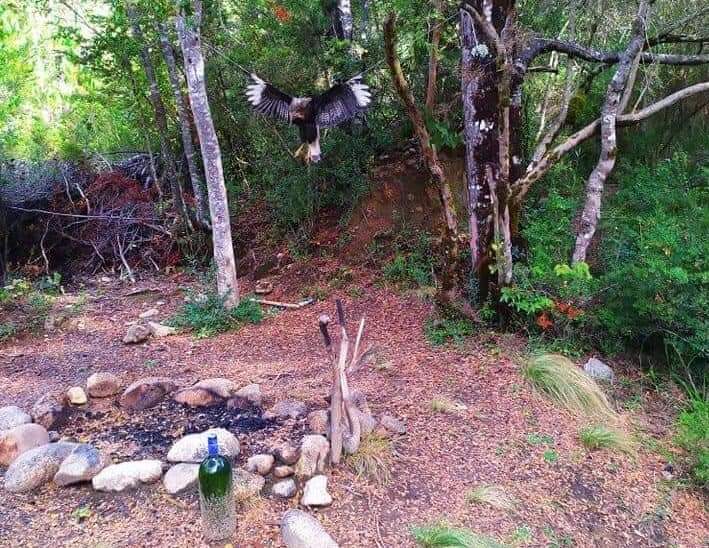Presentan antecedentes en Fiscalía tras encontrar muerto y colgado a un traro en el Biobío
