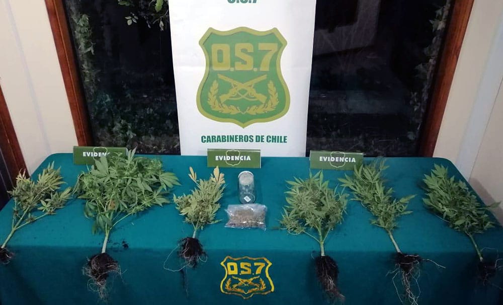 Detienen a sujeto que cultivó marihuana durante la cuarentena en San Pedro de la Paz