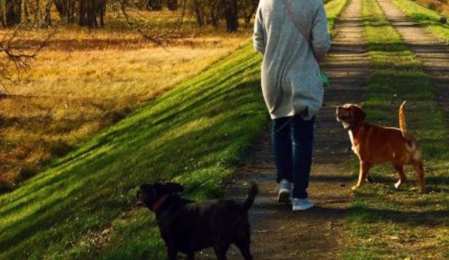Mujer salió para pasear a su perros en plazoleta de Chillán y un sujeto la violó