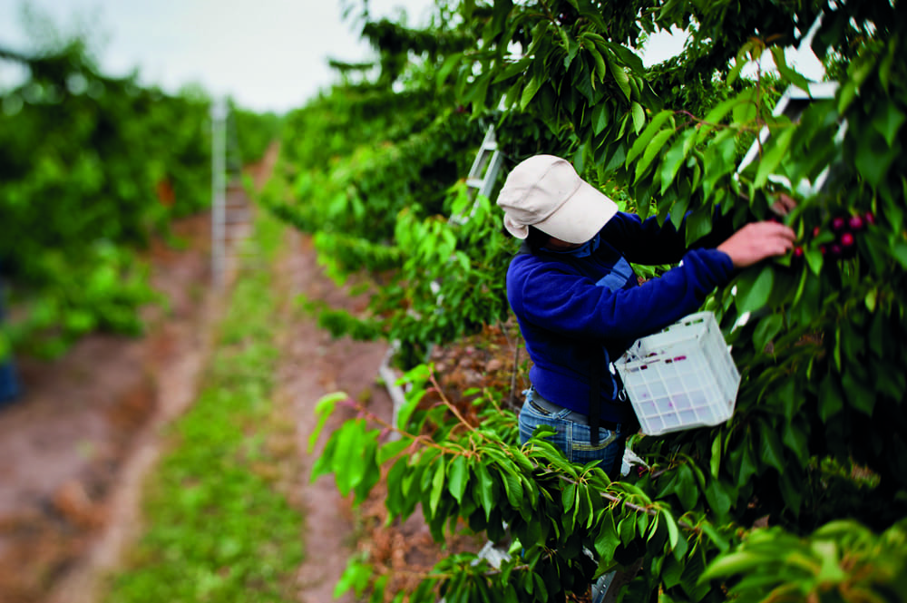 Agroindustria, sostenibilidad y crecimiento