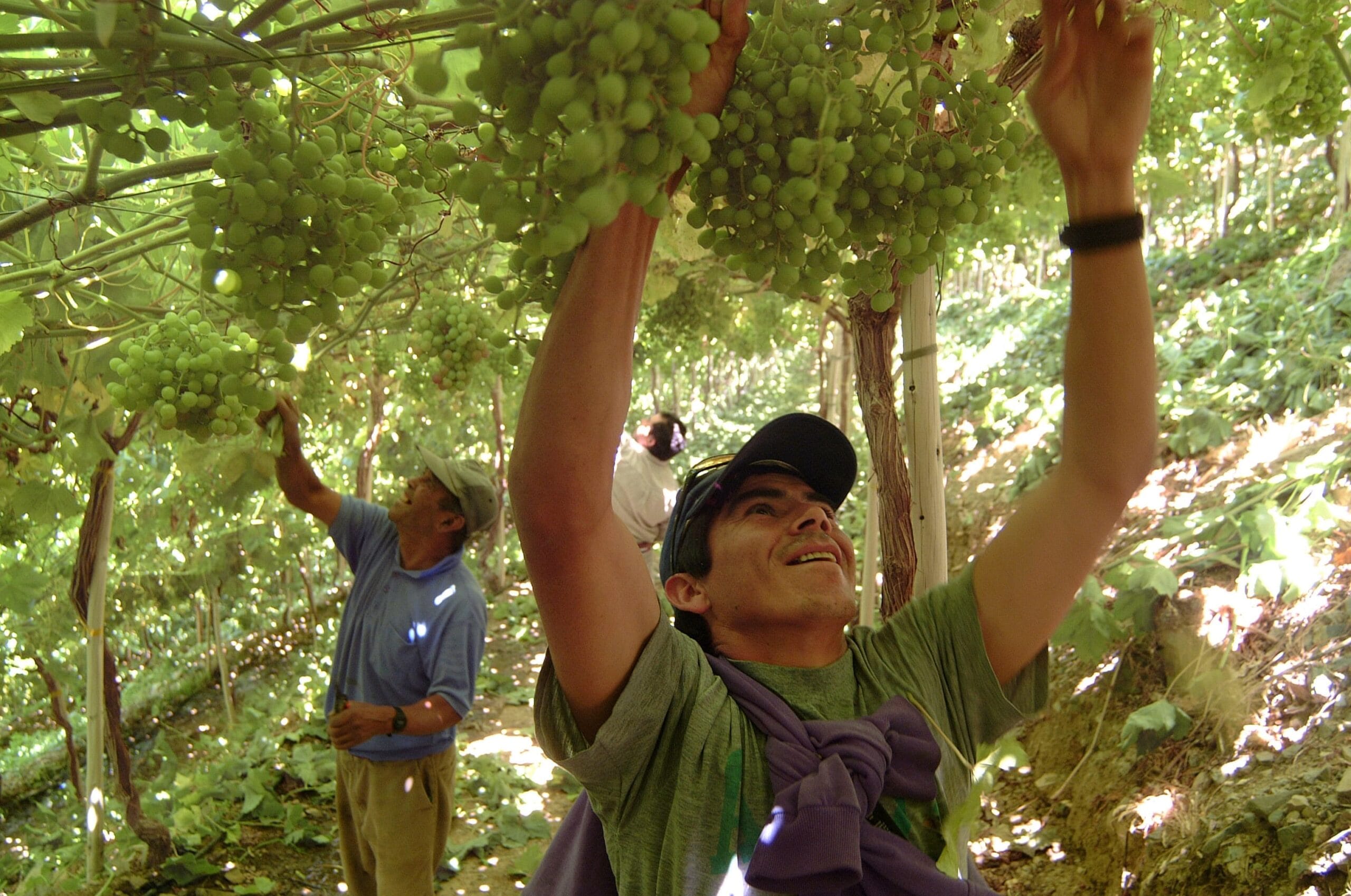Llaman a postular a nueva categoría “Agro del Futuro” en los premios Avonni 2020
