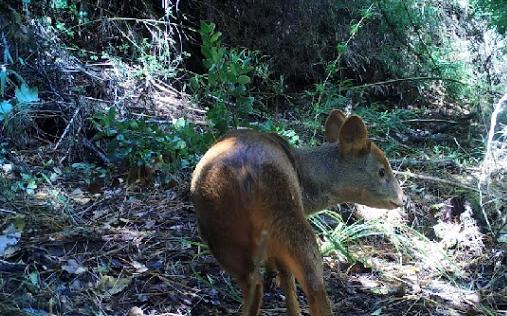Conaf logra más de 2 mil filmaciones de fauna silvestre en la Reserva Nonguén