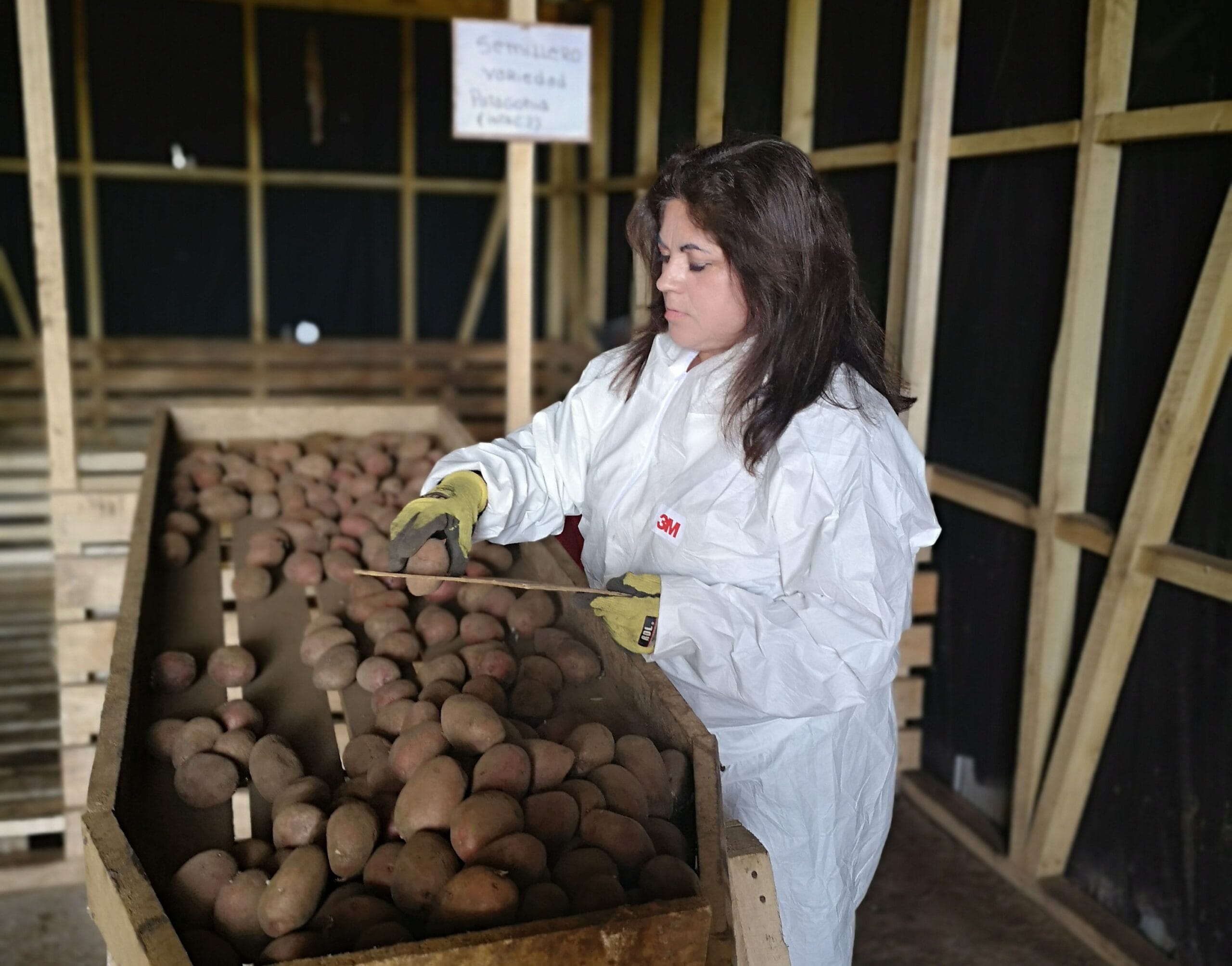 Con videos informativos SAG sigue capacitación a productores de papa en Arauco