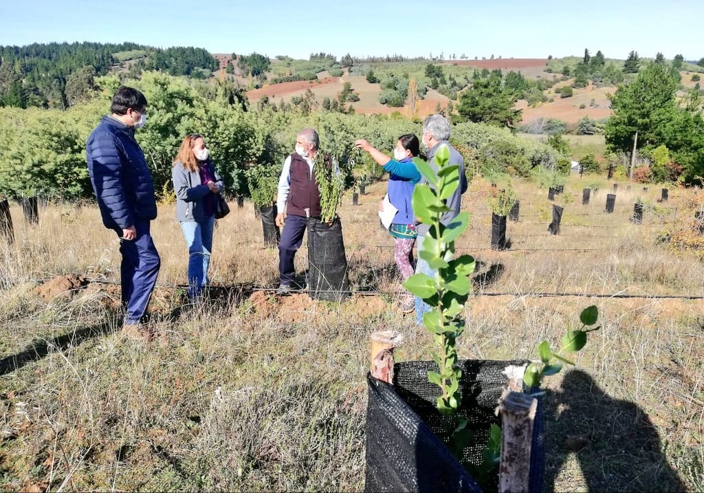 Apicultores del Biobío aumentarán producción de miel con proyecto de INFOR