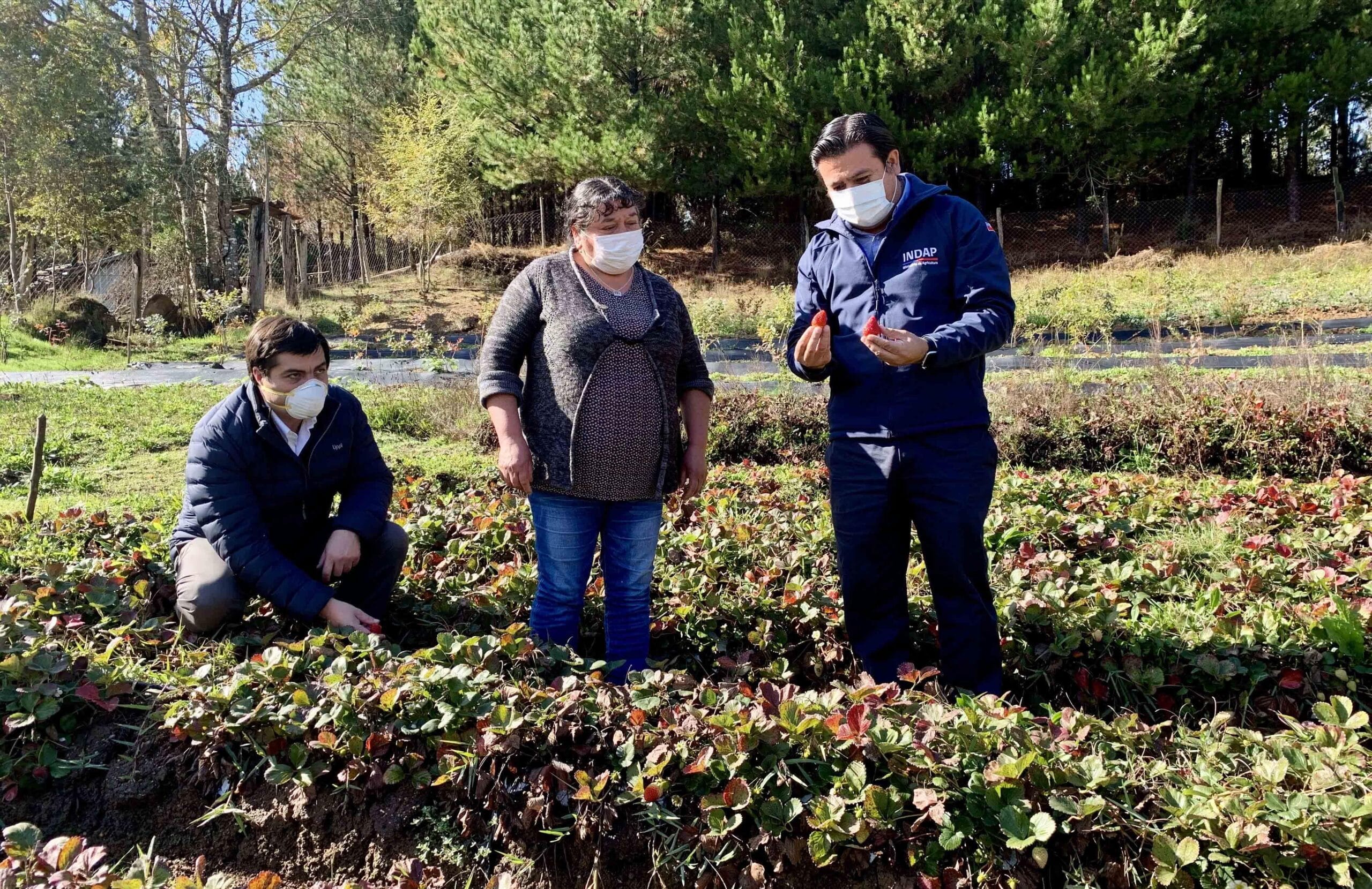 Indap Biobío adecuó entrega de recursos a 1.458 agricultores para evitar contagios