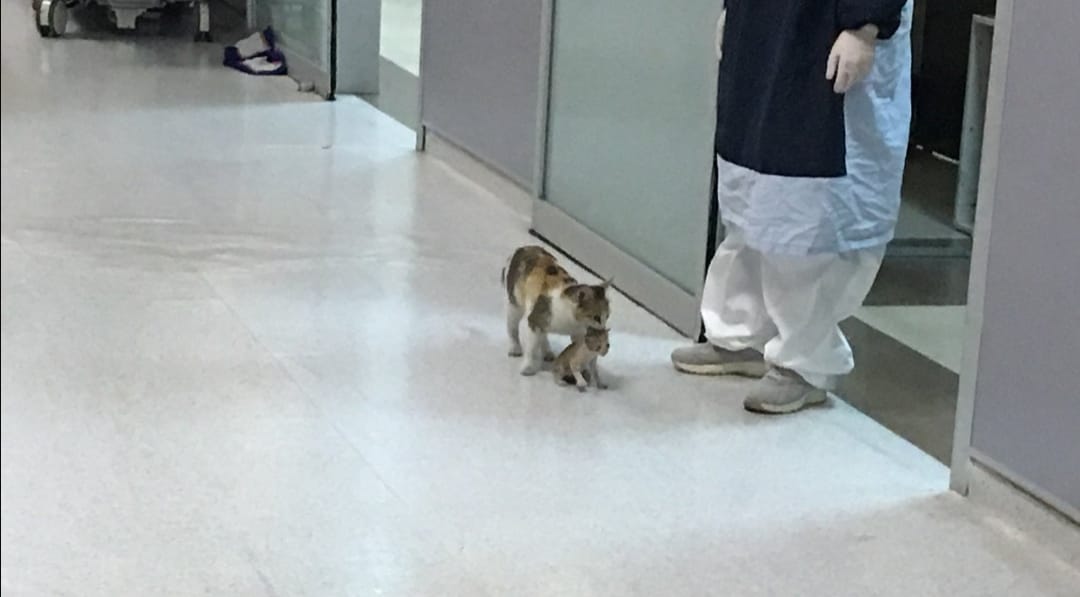 Gatita llevó a su cría enferma a la urgencia de un hospital y fue atendida