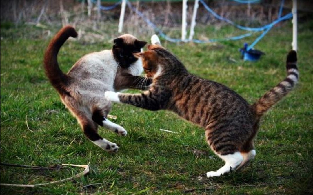 Dos gatos pelean en vivo en despacho de periodista en su casa