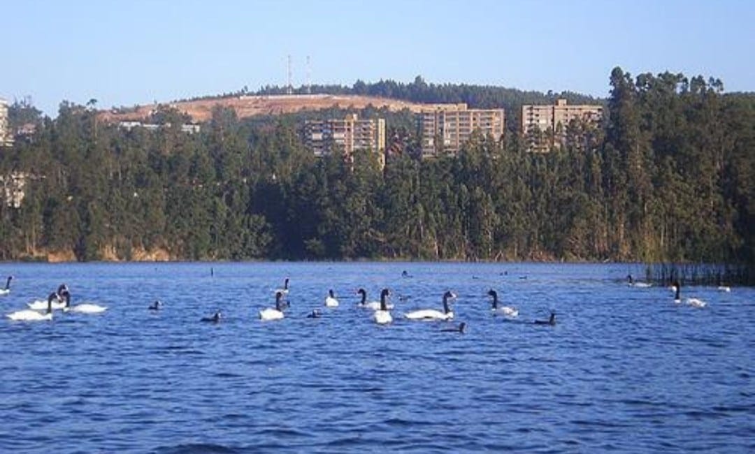 Investigan vertimiento de aguas servidas en la Laguna Grande de San Pedro de la Paz
