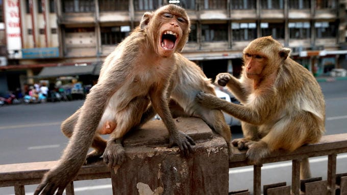 Monos roban muestras de Covid-19 en India