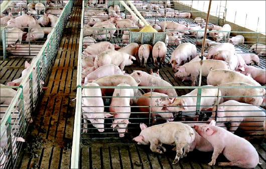 Corte admite recurso contra criaderos de cerdos por malos olores