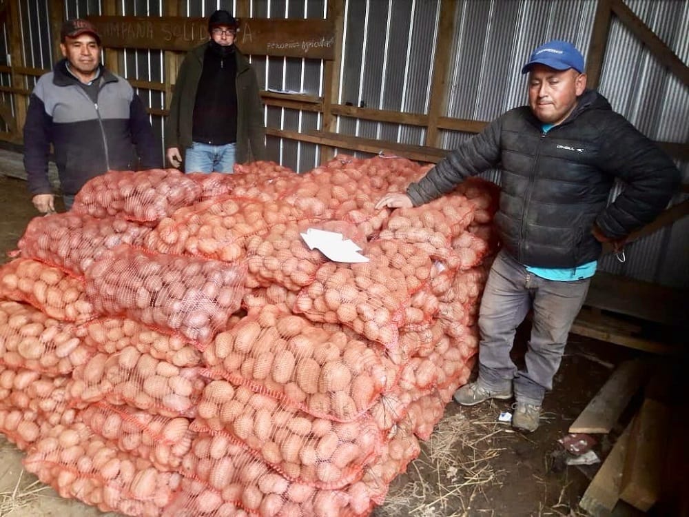 Agricultores y comunidades mapuche del Biobío donaron 8,5 toneladas de papas para ollas comunes