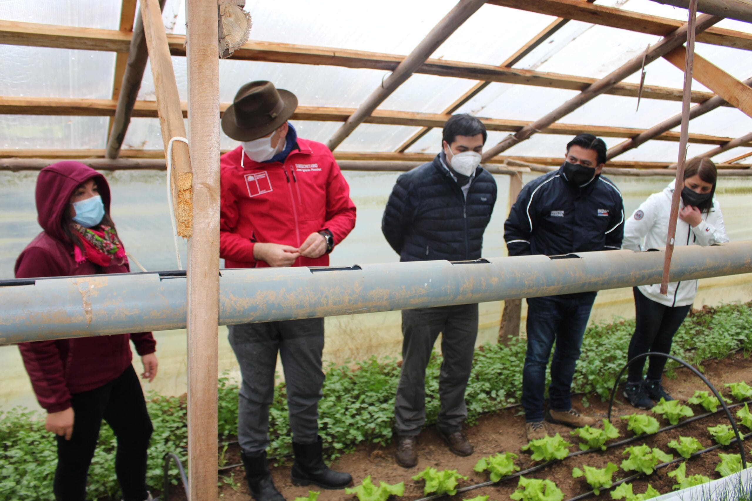 Destacan trabajo de los pequeños productores de Indap ante la pandemia en el Biobío
