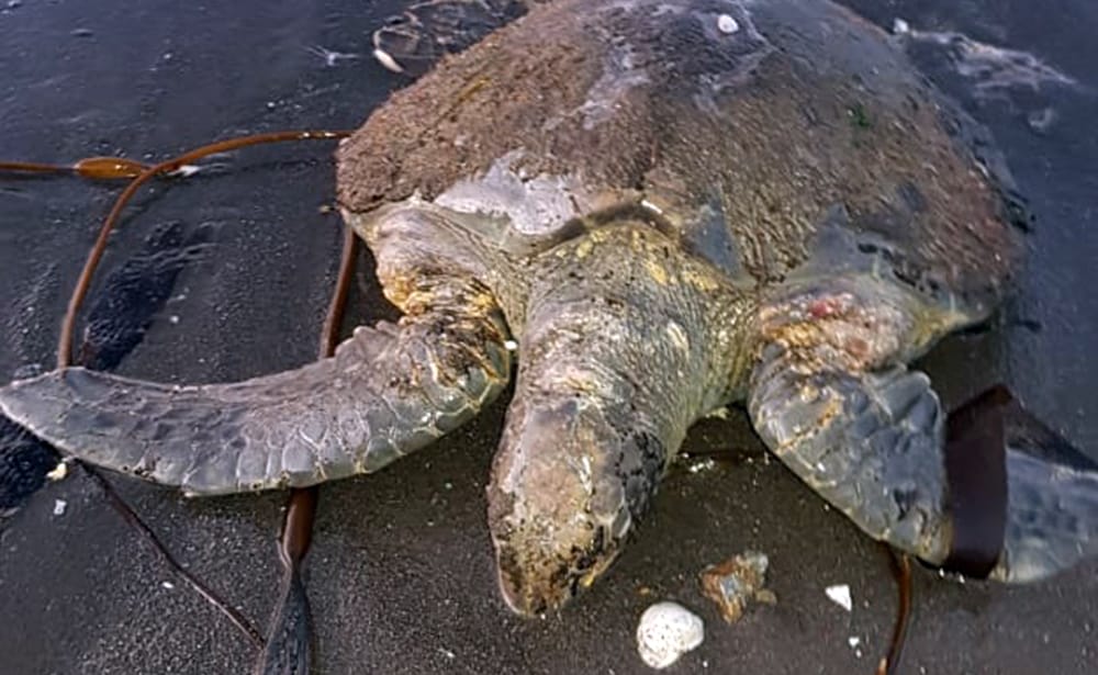 Hallan muerta a tortuga en peligro de extinción en playa de Talcahuano