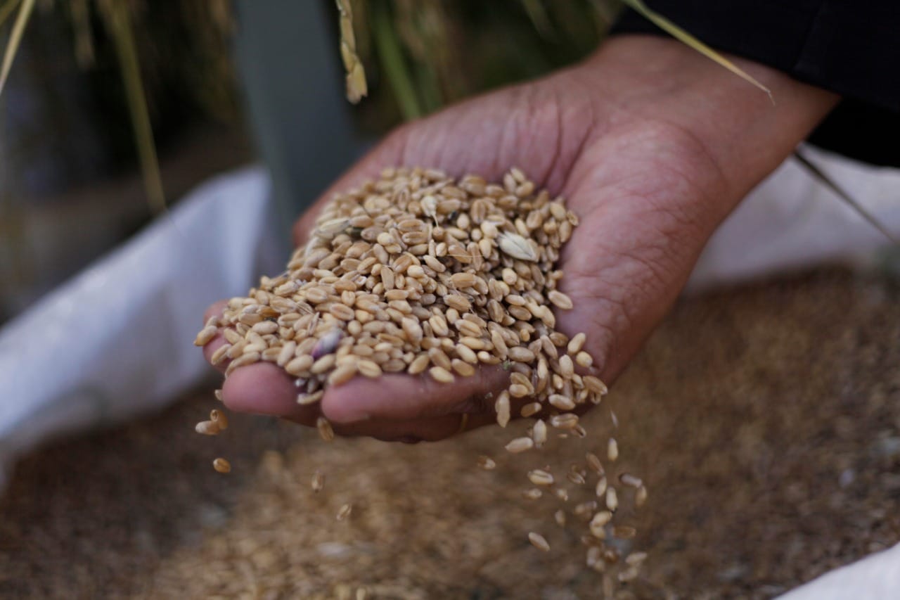Seminario abordará la seguridad alimentaria en tiempos de pandemia en Chile