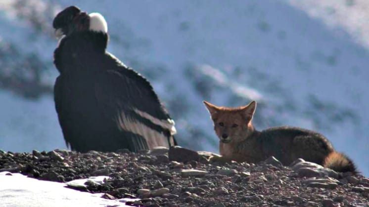 Fotografían un cóndor descansando junto a un zorro en la cima del Aconcagua