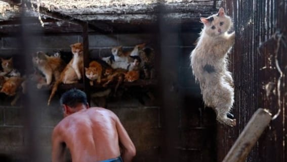 Rescatan a cerca de 700 gatos que iban a ser cocinados en restaurantes en China