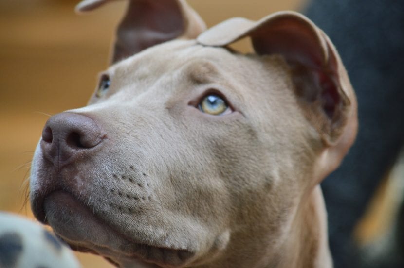 Ladrón murió tras ser atacado por dos perros de la casa a la que entró a robar