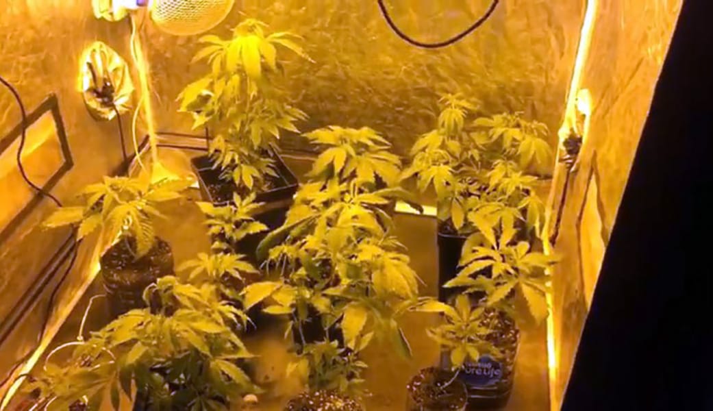 Detienen a mujer que tenía cultivo “indoor” de marihuana en Hualqui