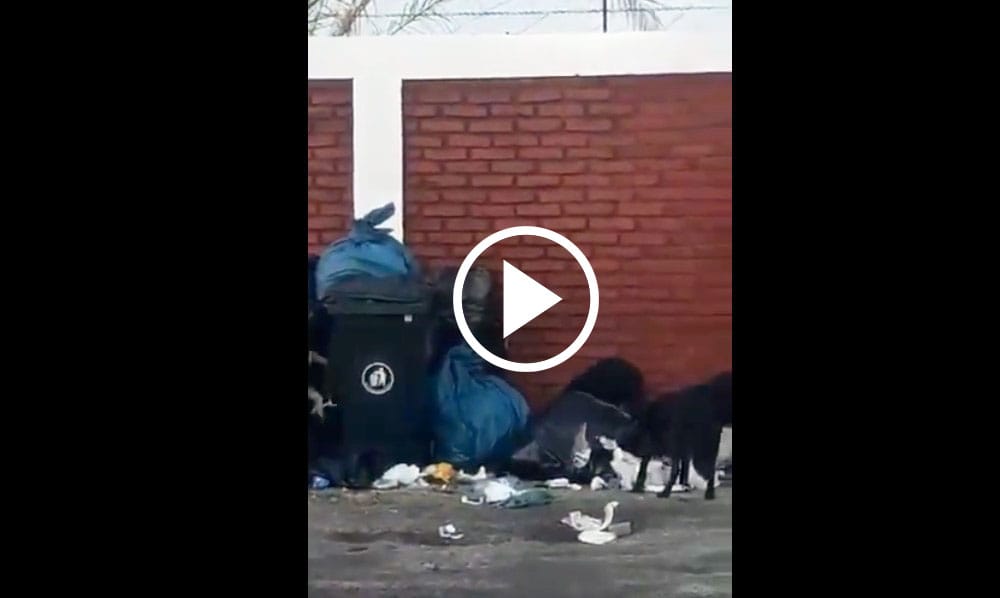 Denuncian mal manejo de basura de residencia sanitaria en Coronel: perros rompieron bolsas
