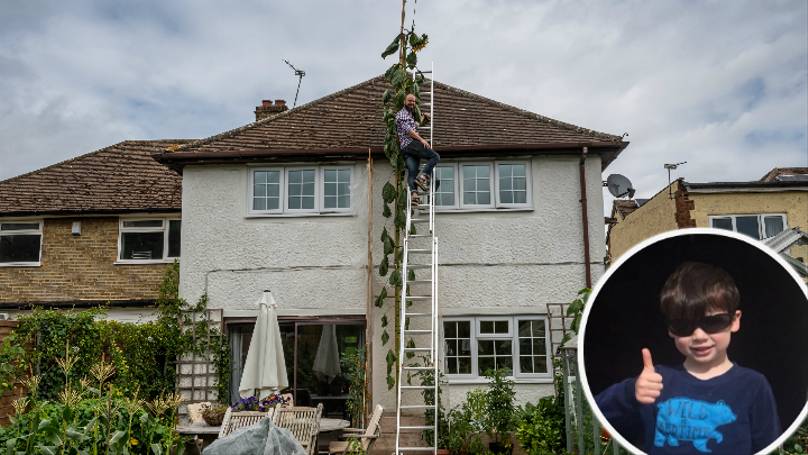 Papá cultivó un girasol gigante luego que su hijo le pidiera uno “tan grande como la casa”
