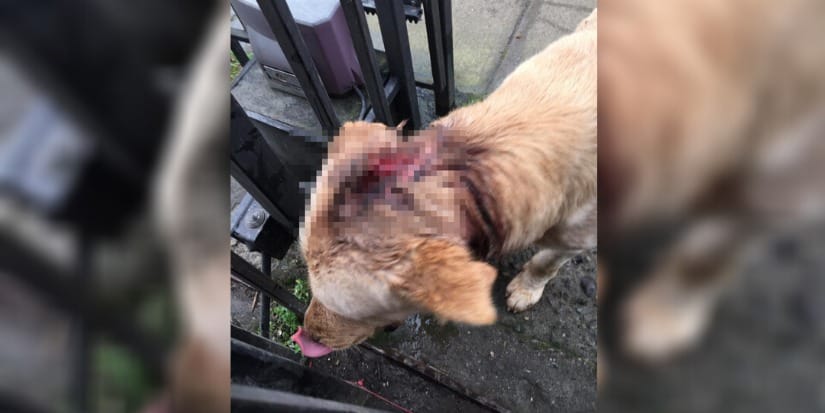 Denuncian horrible maltrato animal en Concepción: perrito fue amarrado, golpeado y abandonado