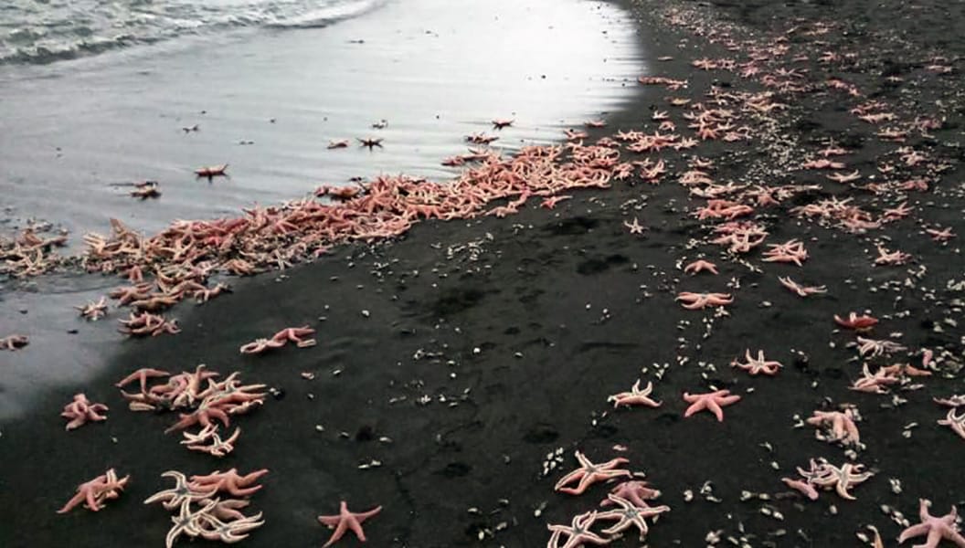 Sernapesca investiga inusual varazón de estrellas de mar en Coronel y Lota