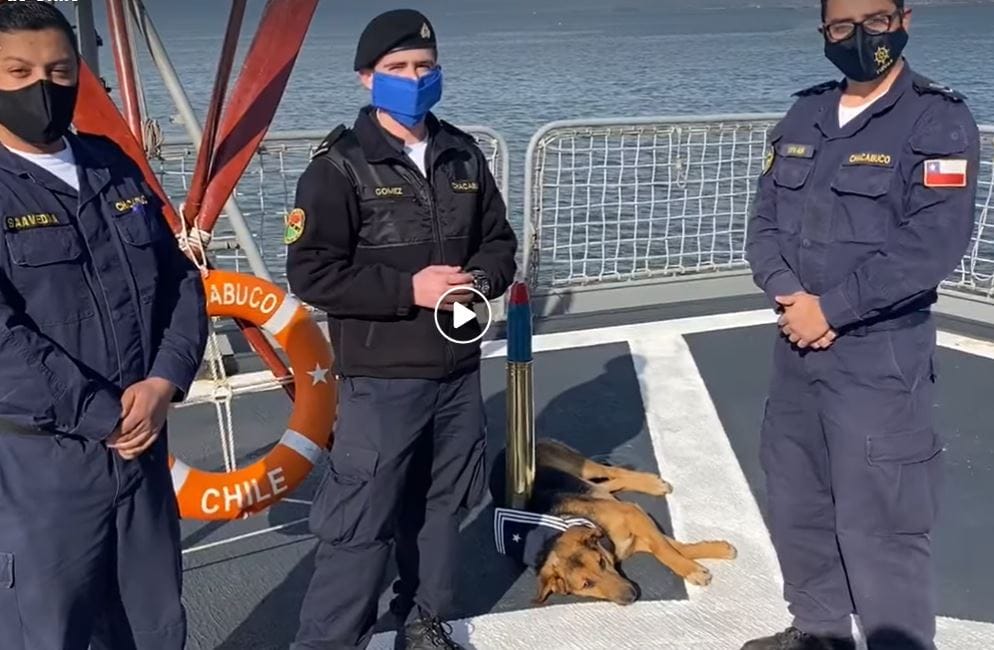 Perrito rescatado del mar en Talcahuano es declarado miembro oficial de la Armada