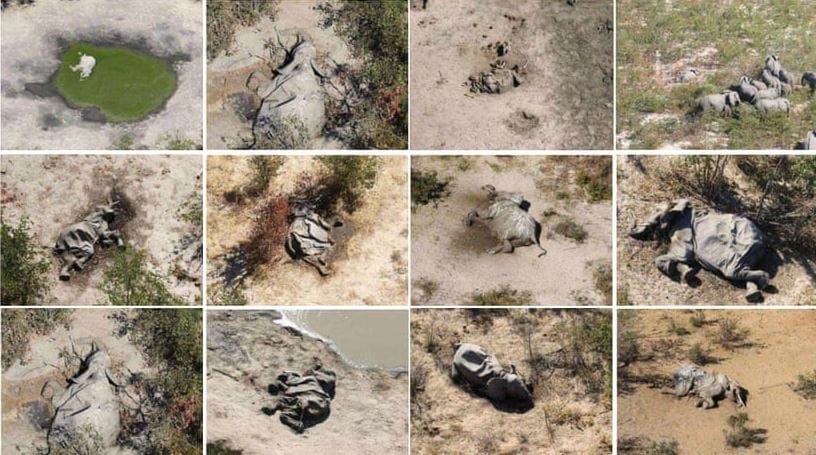 Reportan misteriosa muerte masiva de elefantes en África: hallan más de 350 cadáveres
