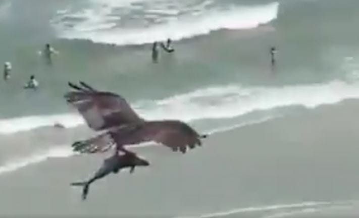 Impactante registro muestra a águila atrapando a un tiburón