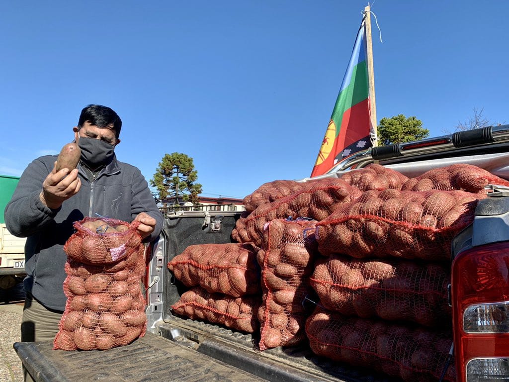 Cooperativa mapuche de Tirúa dona 4.500 kilos de papas para comedores solidarios