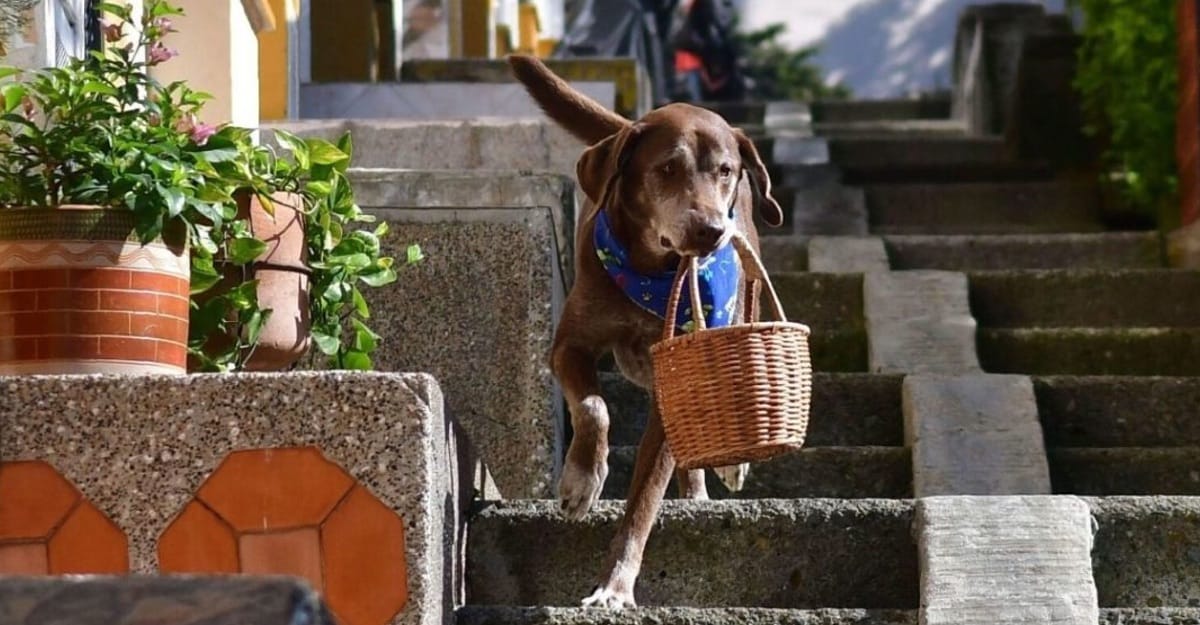 Asaltan a perrito repartidor que entregaba canastas a sus vecinos en medio de la pandemia