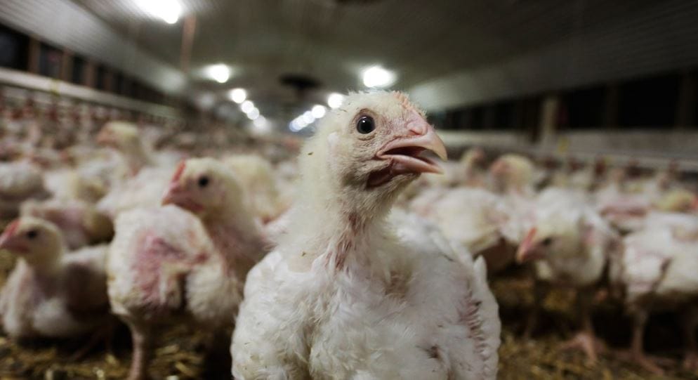 Kentucky Fried Chicken admitió que un tercio de sus pollos sufren una dolorosa inflamación