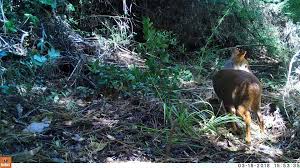 Pudú cuenta con un plan especial para su conservación en diversas regiones