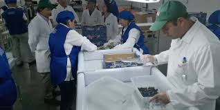 Productos agrícolas del Biobío comienzan a operar con certificado electrónico con destino a Perú