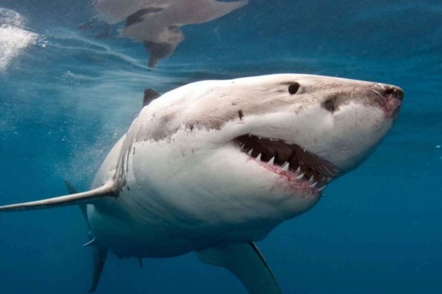 Niño de 10 años fue atacado por un tiburón desde su bote y arrojado al agua