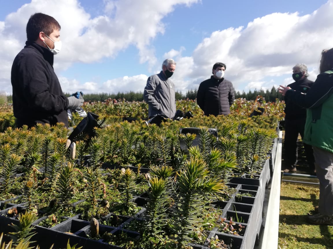 Al rescate de la araucaria: Apuestan conservación de la especie con innovador banco genético