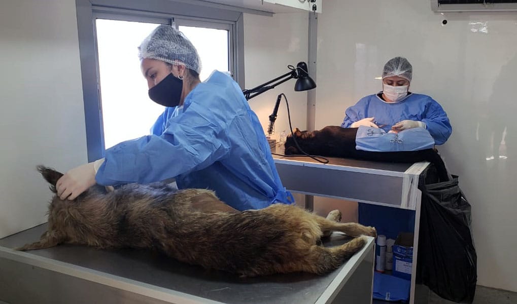 Perritos abandonados de Concepción recibieron atención veterinaria