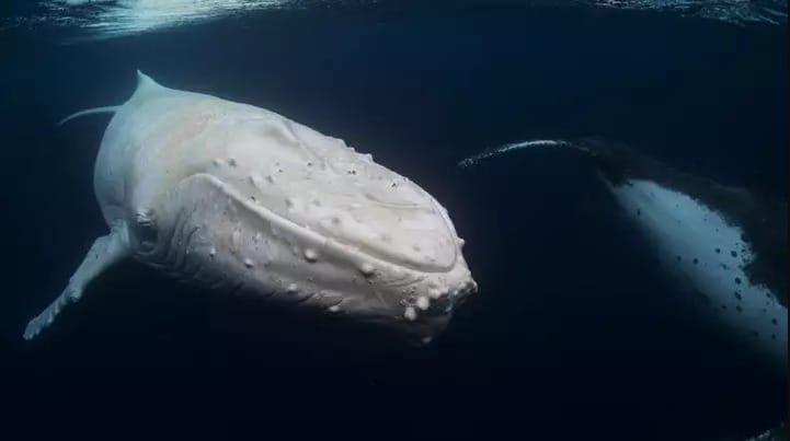 Fotógrafo capturó asombrosas imágenes de una ballena jorobada albina