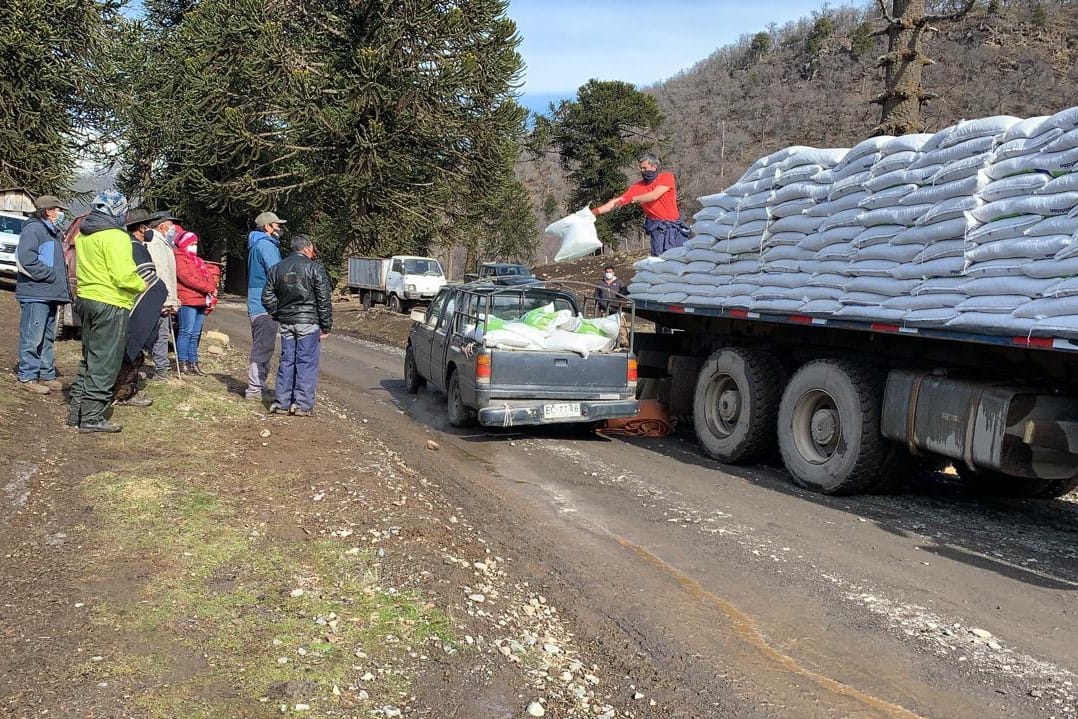 Gobierno avanza en la entrega de forraje para  agricultores en Alto Biobío