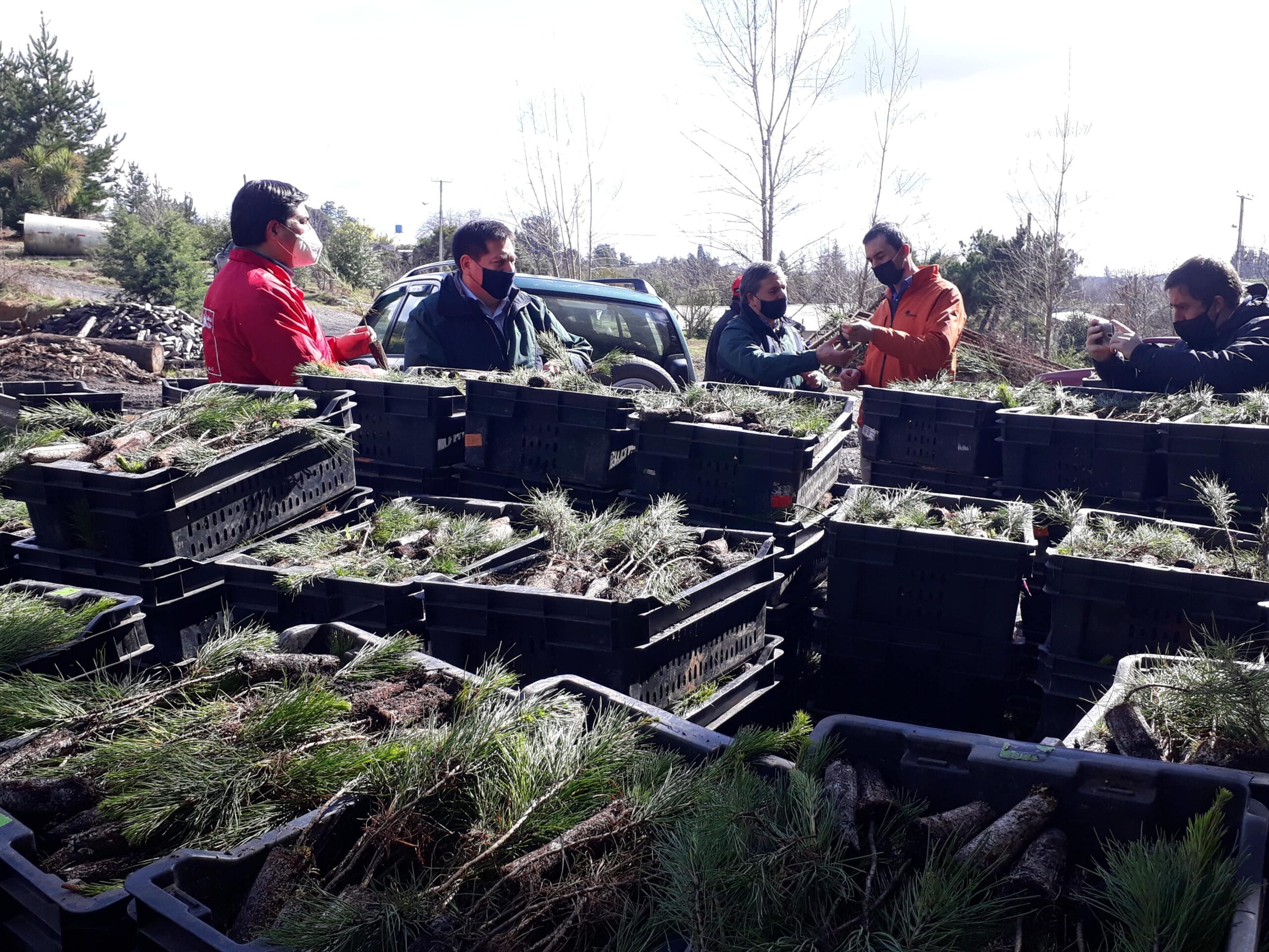 Cerca de 328 mil plantas serán entregada a propietarios afectados por incendios forestales en Biobío