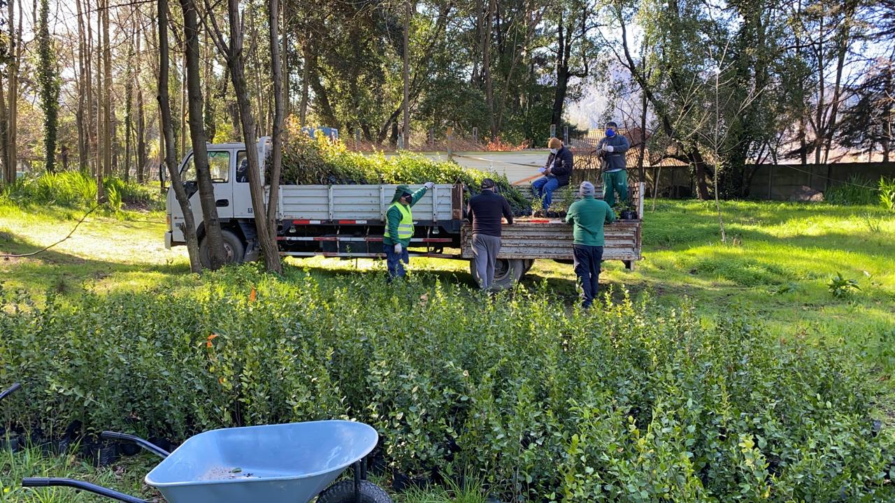 Conaf entregó 15 mil plantas nativas para restauración del cerro Manquimávida en Chiguayante