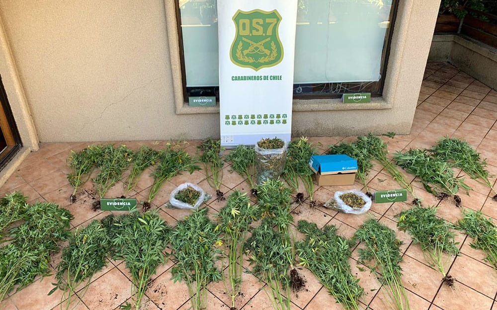 OS-7 incautó cultivo de droga en sector El Golf de Concepción avaluado en $50 millones