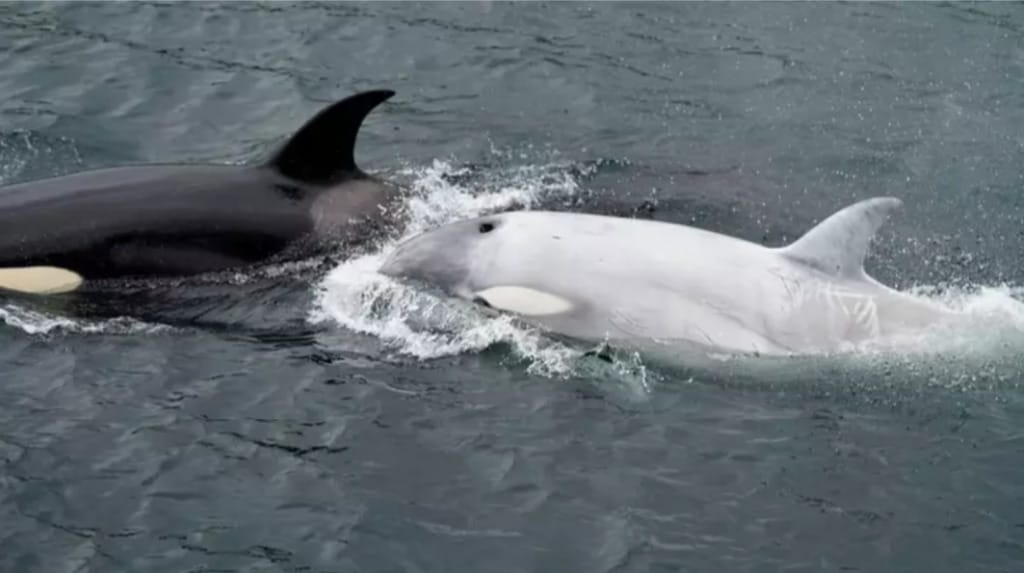 Extraña orca blanca es avistada en las costas de Alaska