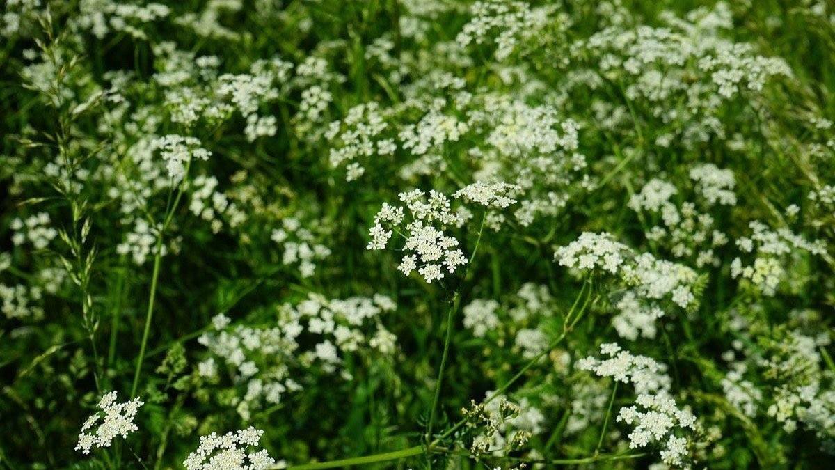 Niño de 8 años murió tras comer planta de cicuta que estaba en el patio de su casa en Quillota