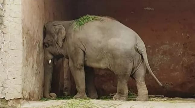 Elefante que estuvo encadenado por 35 años será liberado a un santuario natural